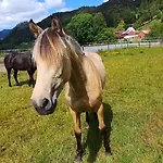 Nesvika Nature Reserve Only 20 Min Away From Apartment Bergen